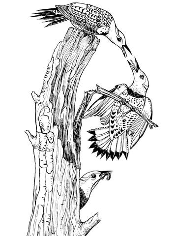 Northern Yellow Shafted Flickers Coloring Page